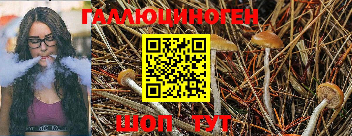 Галлюциногенные грибы Cubensis Балаково